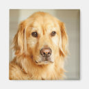 Search for golden retriever magnets Cute