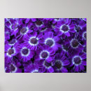 Search for asteraceae art Flower