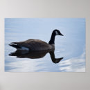 Recherche de canada goose posters Nature