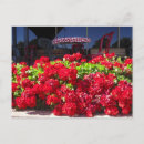 Search for red geranium postcards Geraniums