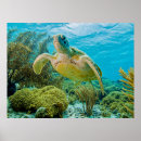 Search for shallow posters Photography