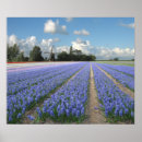 Search for hyacinths posters Nature