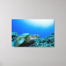 Search for sea turtle canvas prints Underwater