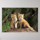 Search for fox pup posters Animal