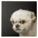 Search for angry tiles Dogs