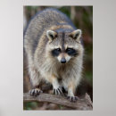Recherche de lotos posters Mammifère