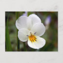 Search for violet spring flower postcards Nature