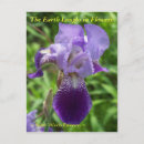 Search for iris garden postcards Photograph