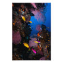 Search for great barrier reef posters Tropical fish