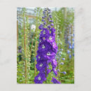Recherche de delphinium cartes postales Floral