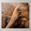 Search for wildlife posters Travel