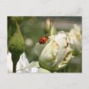 Recherche de coccinelle rose cartes postales Floral