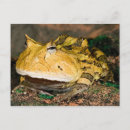 Recherche de cornus cartes postales Grenouille cornue brésilienne