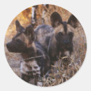 Search for wild dogs stickers Puppy