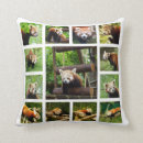 Recherche de panda photographie Rouge