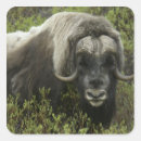 Search for musks stickers Alaska