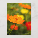 Recherche de cosmo cartes postales Fleur