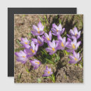 Search for crocuses cards Photography