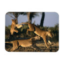Recherche de parc national chobe magnets Delta de l'okavango