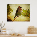 Search for cedar posters Wildlife