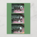 Search for pitbull christmas cards Pet