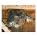 Recherche de alpaca posters Pour elle