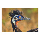 Search for endangered birds posters Species