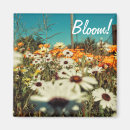 Recherche de marguerites magnets Fleurs