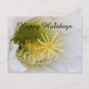 Search for succulents christmas cards Flowers