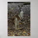Search for kangaroo posters Animals