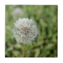 Search for dandelion tiles Flower