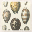 Recherche de coquillage dessous de verres Bord de mer