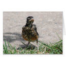 Search for fledgling Baby