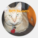 Search for ginger tabby cat stickers Animal