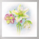 Recherche de hellebore posters Fleurs