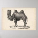 Search for vintage camel posters Animals