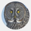 Search for grey owl stickers Wildlife