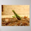 Search for praying mantis posters Green