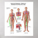 Recherche de cage thoracique posters Anatomie