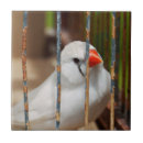 Search for finch tiles Pet