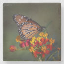 Search for tropical butterfly coasters Animal