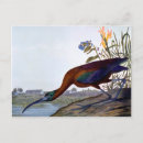 Recherche de ibis cartes postales John james audubon