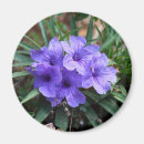 Search for violets magnets Nature