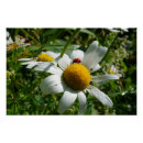 Search for ladybirds posters Daisy