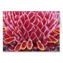 Recherche de fleur gingembre cartes postales Torche