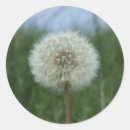 Search for dandelion stickers Grass