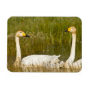 Recherche de pigeon magnete Nature