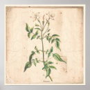Search for jasmine flowers art Botanical