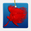 Search for splendens Freshwater