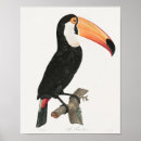 Recherche de tucan posters Nature